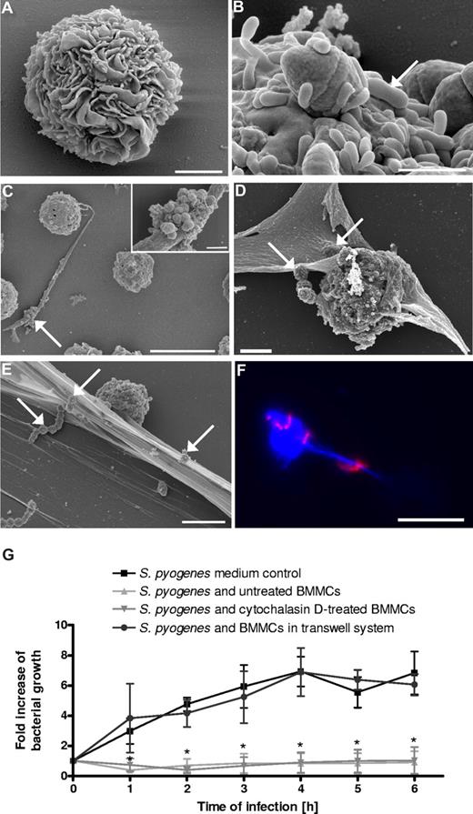 Figure 3. In vitro interactions of S pyogenes with murine BMMCs. (A) FESEM images of uninfected murine BMMCs after 21 days in culture medium supplemented with recombinant mouse IL-3 (bar, 2 μm). (B) S pyogenes (arrow) attached to the surface of BMMCs (bar, 1 μm). (C) A clump of S pyogenes (arrow) trapped by extracellular fibers produced by BMMCs (bar, 10 μm). Insert in top-right corner shows a higher magnification of an entrapped bacterial clump (bar, 2 μm). (D) MCs in the process of producing MCETs. Some streptococci trapped by incipient MCETs are indicated by white arrows (bar, 5 μm). (E) S pyogenes captured in MCETs (white arrows; bar, 5 μm). (F) Immunofluorescence photograph showing blue labeled DNA (BMMC nuclei and extracellular MCET fibers) and associated red-labeled S pyogenes (bar, 10 μm). (G) Growth of S pyogenes in medium alone, in coculture with MCs, in coculture with cytochalasin D–treated MCs, or in coculture with MCs separated by a transwell system. Data are expressed as x-fold increase in bacterial growth with respect to the original inoculum. Each point represents the mean plus or minus SD of 3 independent experiments. *P < .05 by F-test for S pyogenes growth in medium control versus S pyogenes growth in the presence of either untreated or cytochalasin D–treated BMMCs.