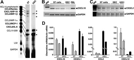 Figure 1. Chemokine mRNA expression in DECs and decidual ST cells. (A) mRNA isolated from in vitro–cultured DECs or ST cells derived from the same donor were analyzed by RNase protection assay using hCK-5 multiprobe set. Data are representative of 3 independent experiments. (B,C) mRNA isolated from 3 different primary cultures of decidual ST cells and 2 different primary cultures of DECs were analyzed by RT-PCR for the expression of CXCL10/IP-10 or CX3CL1/fractalkine. RNA isolated from PMA/ionomycin-activated peripheral blood leukocytes (PBLs) was used as positive control for CXCL10/IP-10 and that from U251 glioblastoma cell line as positive control for CX3CL1/fractalkine (Giovanni Bernardini, Giuseppe Sciumé, A. Soriani, and A. Santoni, unpublished observation, June 2003). MW represents the molecular markers. β-actin and GAPDH are shown as mRNA loading control. These results are representative of 3 independent experiments. (D) mRNA isolated from primary cultures of DECs or ST cells obtained from the same donor was analyzed by real-time quantitative PCR assay for the expression of CXCL10/IP-10, CX3CL1/fractalkine, CCL2/MCP-1, and CXCL12/SDF-1. The relative chemokine amount of each sample was normalized with β-actin and expressed as arbitrary units plus SD. Results obtained from 2 different donors are shown.