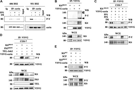 Figure 3. Ezrin phosphorylation depends on the kinase activity of Kit mutants. (A) Ezrin is tyrosine-phosphorylated in 606 and 931 HS2 cells. Cells were treated or not for 4 hours with Kit inhibitors: PP1 (5 μM) and IM (1 μM). Ezrin was immunopreciptated from cell extracts treated with 0.1 mM pervanadate for 10 minutes. Immunoprecipitates were analyzed by Western blot using antiphosphotyrosine antibodies (PY) followed by an anti-ezrin antibody. Ig corresponds to a rabbit immunoglobulin immunoprecipitation. Inputs corresponded to 1:1000 immunoprecipitated cell extracts from 606 and 931 HS2 cells. (B) Tyrosine phosphorylation of ezrin by KitD814Y in COS-7 cells. COS-7 cells were transiently transfected with expression vectors coding for EzWT-VSVG and/or Kit mutants. Ezrin was immunoprecipitated from cell extracts with the anti-VSVG antibody, and the immunoprecipitates were analyzed by Western blot using antiphosphotyrosine (4G10), anti-kit, and anti-VSVG antibodies. The phosphorylated proteins are indicated by arrowheads. VSVG-Ezrin and Kit expression were controlled in WCEs from transfected cells with the indicated antibodies. (C) Sensitivity of the ezrin/Kit interaction to PP1, PP2, and IM. COS-7 cells were transiently transfected with expression vectors coding for EzWT-VSVG and/or KitD814Y and treated or not for 1 hour with PP1 (5 μM), PP2 (5 μM), or IM (1 μM). Cell extracts were treated with pervanadate (0.1 mM for 10 minutes) and subjected to immunoprecipitation with anti-ezrin antibody. The immunoprecipitates were analyzed by Western blot using antiphosphotyrosine antibodies (P-Y) and anti-VSVG antibodies. Ezrin phosphorylation was detected on Western blot with anti-PY (P-Y) and anti-VSVG antibodies. The expression and phosphorylation of Kit were controlled on WCEs with the anti-PY and anti-Kit antibodies. (D) Tyrosine phosphorylation of ezrin by the oncogenic Flt3D835Y or TEL-Jak2 kinases. COS-7 cells were transfected with expression vectors coding for KitD814Y or Flt3D835Y or TEL-Jak2 and VSVG-ezrin. Ezrin was immunoprecipitated from transfected COS-7 cell extracts with the anti-VSVG antibody, and the immunoprecipitates were analyzed by Western blot using antiphosphotyrosine (P-Y) and anti-VSVG antibodies. The expression of the transfected proteins in WCEs was confirmed by Western blotting using the antibodies indicated on the right of the blots. Vertical lines have been inserted to indicate repositioned gel lanes. (E) Tyrosine phosphorylation of ezrin by wild-type Kit. COS-7 cells were transfected with expression vectors coding for KitWT and VSVG-ezrin in the presence or in the absence of SCF. Ezrin was immunoprecipitated from transfected COS-7 cell extracts with the anti-VSVG antibody, and the immunoprecipitates were analyzed by Western blot using antiphosphotyrosine (P-Y) and anti-VSVG antibodies. The expression and phosphorylation of Kit in WCEs were confirmed by Western blotting using the anti–P-Y and anti-Kit antibodies.