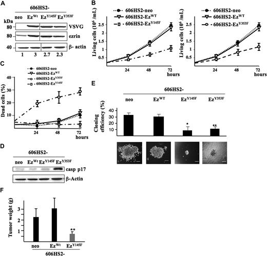 Figure 4. Expression of ezrinWT, ezrinY145F, and ezrinY353F in HS2 leukemic proerythroblasts. (A) 606HS2 cells were transfected with pEF-neo EzWT-VSVG, pEF-neo EzY145F-VSVG, pEF-neo EzY353F-VSVG, or pEF-neo empty vector. WCEs were subjected to Western blot using anti-VSVG and anti-ezrin antibodies, and an anti–β-actin antibody as a loading control. The fold increase in ezrin expression is indicated at the bottom of each line. Vertical lines have been inserted to indicate repositioned gel lanes. (B) Proliferation of 606 cells expressing ezrinWT, ezrinY145F, or ezrinY145F. Cells transfected with the pEF-neo vector were used as control. Living cells were plated at 2 × 105 cells/mL following a ficoll gradient centrifugation to remove dead cells. Viable cells were scored daily for 72 hours. Data are means plus or minus SD of 5 independent experiments performed in triplicate. (C) Percentage of death of 606HS2-EzWT, 606HS2-EzY145F, 606HS2-EzY353F, and 606HS2-neo cells. Dead cells were scored daily by Trypan blue exclusion staining. Data are means plus or minus SD of 5 independent experiments performed in triplicate. (D) Processing of caspase-3 in 606HS2-EzWT, 606HS2-EzY145F, 606HS2-EzY353F, and 606HS2-neo cells. After 48 hours of culture, WCEs were subjected to Western blotting using an anti-cleaved caspase-3 antibody (casp p17). β-actin served as a loading control. (E) Colony formation assayed in methylcellulose. A total of 400 606HS2-EzWT, 606HS2-EzY145F, 606HS2-EzY353F, and 606HS2-neo cells were seeded onto 1% methylcellulose-containing medium, and colonies were scored after 6 days. Data represent means plus or minus SD of 6 independent experiments performed in duplicate by 2 investigators. Statistical significant differences were estimated by a 2-tailed Student t test (*P < .001, 606HS2-EzWT and 606HS2-EzY145F cells; **P < .005, 606HS2-EzWT and 606HS2-EzY353F cells). Representative images of colonies after 6 days of culture were acquired with a Nikon Eclipse TE300 microscope (Nikon, Champigny sur Marne, France). Bars correspond to 80 μm. (F) In vivo tumorigenicity. Subcutaneous tumors grown in nude mice injected with 606HS2-EzWT, 606HS2-EzY145F, or 606HS2-neo cells were extracted 3 weeks after injection and weighed. Two independent clones of 606HS2-EzY145F and 606HS2-EzWT or 606HS2-neo cells were each injected into 8 mice. Histograms are the compilation (mean ± SD) of these 2 independent experiments. A bar represents the mean-weight of 16 tumors. **Significant tumor weight reduction in 606HS2-EzY145F compared with 606HS2- EzWT (Student t test; P < .001).