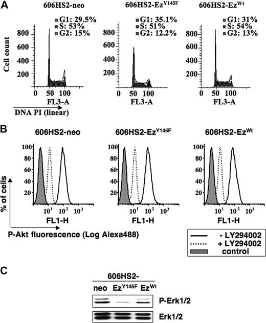 Figure 5. Expression of ezrinY145F slows down the cell cycle of HS2 leukemic proerythroblasts. (A) Cell-cycle analysis of 606HS2-neo, 606HS2-EzY145F, and 606HS2-EzWT cells. Cells were seeded at 2 × 105 cells/mL. After 24 hours of culture, cells were ethanol-fixed, and the DNA content was estimated after PI incorporation by flow cytometry. Percentage of G0/G1, S, and G2/M phases calculated with ModFit software is indicated. Graphs (FlowJo representation) for each clone are representative of 3 independent experiments. Similar results were obtained after 48 hours. (B) Inhibition of Akt activation in 606HS2-EzWT, 606HS2-EzY145F, and 606HS2-neo cells cultured in the presence or absence of LY294002 (10 μM) for 24 hours. Cells were fixed with cytofix cytoperm buffer (BD Biosciences, Le Pont de Claix, France) and labeled with anti–phospho-Akt. The primary antibody was revealed with the anti-rabbit Alexa-488–conjugated antibody (Jackson ImmunoResearch, Montluçon, France) before flow cytometry analysis. Control corresponds to cells incubated with the secondary Alexa-488–conjugated antibody. Graphs are representative of 2 independent experiments. (C) Activation of Erk1/2 in 606HS2-EzWT, 606HS2-EzY145F, and 606HS2-neo cells. Total cell extracts were subjected to immunoblotting with antibodies indicated on the right of the blots. Western blots are representative from 3 independent experiments.