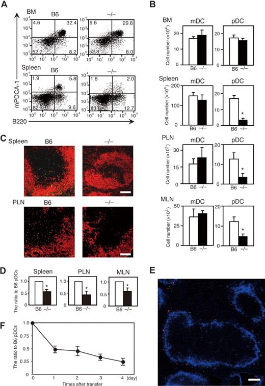 Figure 1. DOCK2−/− plasmacytoid dendritic cells (pDCs) are impaired in their homing to and localization within secondary lymphoid organs. (A,B) Bone marrow (BM), spleen, and lymph node (LN) cells from B6 or DOCK2−/− mice were stained with fluorescein isothiocyanate (FITC)-labeled anti-B220, phycoerythrin (PE)-labeled anti-CD11c and biotinylated anti-mPDCA-1 antibodies followed by allophycocyanin (APC)-conjugated streptavidin. Before staining, BM and splenic dendritic cells (DCs) were enriched with anti-CD11c microbeads. (A) Expression of B220 and mPDCA-1 on CD11c+ BM or splenic DCs are shown. Numbers in quadrants indicate the percentage of cells in each after gating on CD11c+ cells. Data are representative of 4 independent experiments. (B) The number of myeloid dendritic cells (mDCs; CD11c+B220−mPDCA-1−) and pDCs (CD11c+B220+mPDCA-1+) in the BM, spleen, peripheral LN (PLN) and mesenteric LN (MLN) were compared between B6 (□, n = 4) and DOCK2−/− (■, n = 4) mice. Data are mean plus or minus SD; *P < .01. (C) Spleen and PLN tissue sections from B6 and DOCK2−/− mice were stained for B220 (Alexa Fluor 546; red) and mPDCA-1 (FITC; green). Scale bars, 100 μm. Data are representative of 3 independent experiments with different mice. (D-F) BM-derived pDCs from B6 and DOCK2−/− mice were labeled with PKH-26 (green) and PKH-67 (red) dyes, respectively, and were mixed in equal numbers and intravenously injected into B6 mice. (D) The ratios of DOCK2−/− pDCs (■) to B6 pDCs (□; set as an arbitrary value of 1) in the spleen, PLN and MLN of the recipient mice were analyzed at 24 hours after transfer (n = 3, *P < .05). (E) Spleen sections were prepared at 24 hours after transfer and stained for metalophilic macrophages with anti-MOMA1 antibody (Alexa Fluor 647; blue). Scale bar, 100 μm. Data are representative of 2 independent experiments with different mice. (F) The ratios of DOCK2−/− pDCs to B6 pDCs in the spleen were analyzed at indicated time points after transfer. Data are means plus or minus SD (n = 3). Images in panels C and E were acquired using an LSM 510 META confocal microscope (Carl Zeiss, Gottingen, Germany) equipped with a 20×/0.75 (C) or 10×/0.45 (E) NA Plan-Apochromat objective lens (Carl Zeiss).