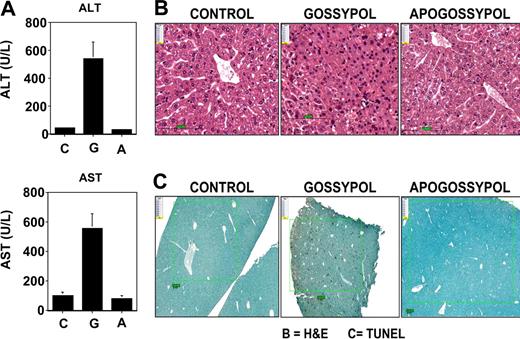 Figure 2. Gossypol is more hepatotoxic than apogossypol. Balb/c mice were orally administered apogossypol, gossypol, or vehicle control at a daily dose of 120 μmol/kg 5 times weekly for 3 weeks (6 mice per group). (A) Serum levels of ALT and AST were measured at conclusion of treatment (mean ± SD). (B) H&E histology of liver sections is presented. Note area of necrosis in gossypol-treated animal shown. Representative of 3 of 6 mice evaluated for each treatment group. (C) TUNEL-stained sections of liver are shown (representative of 3 of 6 mice for each group). Size bars represent 100 μM.