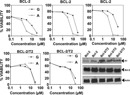 Figure 5. Comparison of cytotoxic activity of gossypol and apogossypol against cultured murine B cells from transgenic mice: Bcl-2 versus Bcl-2/TRAF2ΔN. Splenocytes from age- and sex-matched Bcl-2–transgenic mice (top; n = 3 pairs) and Bcl-2/TRAF2ΔN double-transgenic mice (bottom; n = 2 pairs) were cultured at 106 cells/mL for 18 hours in the absence (vehicle control) or presence of various concentrations (log-scale) of gossypol (closed symbols) or apogossypol (open symbols). Percentage viability was determined by staining with FITC–annexin V/PI, scoring viable cells as annexin V negative/PI negative. Immunoblot analysis (bottom right) was performed using whole-cell lysates from splenocytes of Bcl-2–transgenic (n = 2) and Bcl-2/TRAF2ΔN–transgenic (n = 3) mice, normalized for protein content (50 μg/lane). Blots were probed with antibodies recognizing murine Bfl-1 ortholog A1 (∼ 15-kDa band, probably corresponding to A1c isoform), human Bcl-2, and beta-actin.