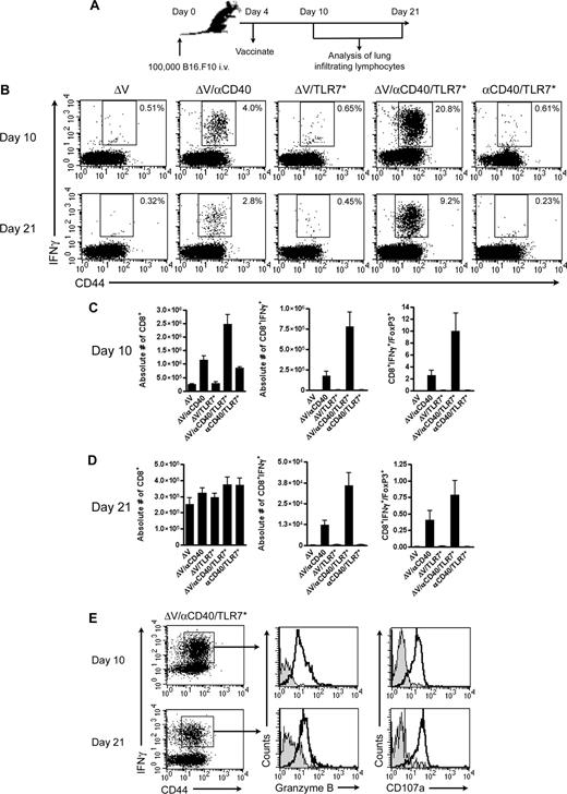 Figure 4. Kinetic analysis of lung-infiltrating lymphocytes. (A) Experimental design. (B) Representative dot plots of lymphocytes isolated from metastatic target organs at day 10 or 21 after tumor challenge. Cells were isolated from tumor-bearing lungs as described in “Methods” and subjected to an in vitro restimulation with tumor peptide. Plots are gated on live, CD8+ cells. Numbers in the upper right-hand quadrant reflect the frequency of CD8+ T cells that are positive for both IFNγ and the activation marker CD44. Data are representative of 3 independent experiments with 4 mice per group in each experiment. (C,D) Quantification of lung infiltrates at either 10 (C) or 21 (D) days after tumor challenge. Data are plotted as means (± SEM) and represent pooled data from either 2 (C, n = 8 mice/group) or 3 (D, n = 12 mice/group) independent experiments, with 4 mice/group in each experiment. (E) Effector phenotype of CD8+ T cells isolated from lungs of mice vaccinated with tumor antigen plus αCD40/TLR7* at either 10 or 21 days following tumor inoculation. The dot plots are first gated on live CD8+ cells and then further gated on IFNγ+CD44+ populations. Data are representative of at least 2 independent experiments, with 4 mice/group in each experiment.