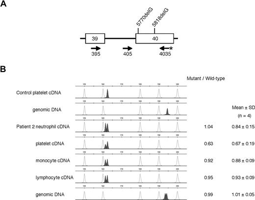 Figure 2. Mutant MYH9 mRNA is expressed in peripheral blood cells, but to a lesser extent in platelets. (A) Genomic map of MYH9 exon 39 and 40 region and locations of primers (arrows) used for quantitative fluorescent PCR amplification. PCR was performed on cDNA samples from neutrophils, platelets, monocytes, and lymphocytes using primers 395 and 6-FAM–labeled 4035. Genomic DNA was also amplified by fluorescent PCR using primers 405 and 6-FAM–labeled 4035 for comparison. PCR products were examined using an ABI 310 Genetic Analyzer and data were analyzed. Boxes (numbered) and lines represent exons and introns, respectively, and are not drawn to scale. (B) Representative electropherograms of fluorescent PCR products from patient 2 with MYH9 5818delG. Signal ratios of mutant allele (161-bp peak) to wild-type allele (162-bp peak) are shown at right of each trace. Mean signal ratio of 4 patients is shown at far right. Ratio is approximately 0.9 in neutrophils, monocytes, and lymphocytes, but moderately decreased in platelets.