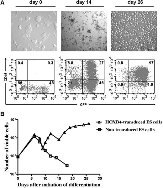 Figure 1. Differentiation of HOXB4-transduced ES cells. (A) Representative flow cytometric analysis and phase-contrast microscopy of HOXB4-transduced ES cells under hematopoietic differentiation medium show increased expression of GFP and CD45 as their differentiation progressed from day 0 to day 26. The fully differentiated HPCs showed various sizes of single cells at day 26. Numbers indicate percentages of cells within the culture. Original magnification ×200 for photographs. Numbers on plots are percentages of total cells in that quadrant. (B) Total number of viable cells was counted at different days after differentiation. HOXB4-transduced ES cells survived and eventually robustly expanded up to nearly 100-fold after 26 days of differentiation. In contrast, nontransduced control CCE-GFP ES cells failed to thrive and progressively regressed in viable cell numbers. Days 1 through 6 represent period of EBs formation.