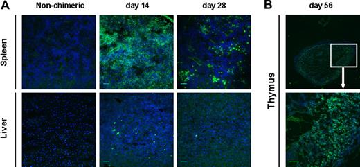 Figure 3. HPCs populate lymphoid tissues. Histologic cryosections of the spleen, liver, and thymus were stained for GFP using an anti-GFP monoclonal antibody and examined under the Multi photon/confocal microscope. (A) GFP-expressing cells could be detected in both spleen and liver early after HPC transplantation, diminishing in the liver with time. Scale bars represent 50 μm. (B) GFP-positive cells remained detectable in the thymus 56 days after transplantation. At each time point, n ≥ 3 mice. Scale bar represents 50 μm.