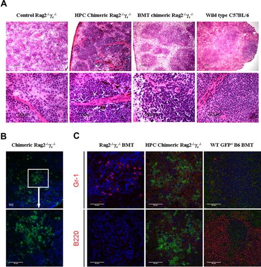 Figure 4. HPC engraftment restores splenic follicular structure in Rag2−/−γc−/− mice. (A) Histologic splenic sections of WT B6, chimeric, and nonchimeric Rag2−/−γc−/− mice were examined. The spleen from a nonchimeric Rag2−/−γc−/− mouse shows complete loss of follicular structure and hypocellularity in the periarteriolar region. The chimeric Rag2−/−γc−/− mouse (56 days after transplantation) shows follicular reconstitution as well as hypercellularity around the periarteriolar regions, comparable to the spleen of the mouse reconstituted with WT B6 bone marrow cells. Control mice were nontransplanted B6 mice. The bottom panels show the histologic sections at higher magnification. (B) Similarly, GFP staining in the HPC-induced chimeric Rag2−/−γc−/− mouse showed that GFP-positive donor-derived cells clustered in follicular form within the spleen. The bottom panel shows the same section at higher magnification. Scale bars represent 50 μm. (C) To further demonstrate the phenotype of the transplant-derived cells, splenic tissues of recipient Rag2−/−γc−/− mice were stained for Gr-1 and B220. Mice that received the defective Rag2−/−γc−/− bone marrow showed poor recovery of the follicles and a higher percentage of Gr-1–expressing cells but no B220-positive cells. However, both mice receiving either HPCs or WT bone marrow showed restoration of the follicular structure. The HPC-derived cells were predominantly Gr-1–positive cells, in contrast to the high levels of B220-positive cells in the mouse engrafted with B6 bone marrow cells. Both Gr-1–positive and B220-positive cells are stained red. Scale bars represent 50 μm.