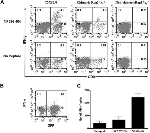 Figure 5. Chimeric Rag2−/−γc−/− mice generate peptide-specific T cells after LCMV infection, and HPC-derived APCs are capable of presenting viral-specific peptide to T cells. (A) Splenocytes of viral-infected mice were short-term incubated in the presence or absence of LCMV peptide NP396-404. CD8-positive T-cell responses were determined by intracellular IFN-γ staining, and IFN-γ–secreting cells were detected in WT and chimeric mice but not in control nonchimeric Rag2−/−γc−/− mice. IFN-γ–positive CD8-positive T cells were nearly undetectable in all controls. Representative flow cytometric plots are shown for each group of mice (n = 3). (B) The IFN-γ–positive cells in the chimeric Rag2−/−γc−/− mice were also GFP positive, suggesting they were derived from HPCs. The numbers represent percentages of cells in each quadrant. Numbers in plots are percentages of total cells in that quadrant. (C) HPC-derived APCs pulsed with the LCMV NP396-404 peptide, control OVA257-264 peptide, and nonpulsed cells were coincubated with WT T cells isolated from LCMV-infected WT mice for 6 hours, respectively. T-cell responses were determined by intracellular staining of IFN-γ and analyzed by FACS. The HPC-derived APCs significantly presented viral specific peptide but not control peptide to primed T cells (n = 3). Error bars represent SD.