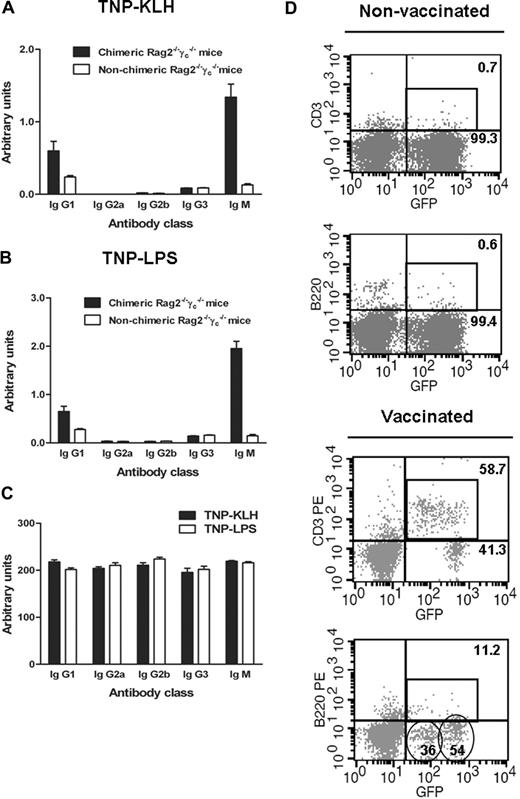 Figure 7. Serum levels of TNP-specific antibodies after immunization and augmentation of T- and B-cell expansion. (A-C) WT, chimeric, and nonchimeric Rag2−/−γc−/− mice were immunized with either TNP-KLH or TNP-LPS. Serum levels of antibodies were determined by ELISA in duplicates and the results presented as arbitrary units. Serum levels of TNP-specific antibodies in chimeric and nonchimeric mice immunized with TNP-KLH are represented in A, and those to TNP-LPS are in B. Serum levels of TNP-specific antibodies in WT B6 mice immunized with either TNP-KLH or TNP-LPS are shown in C. Error bars represent SD. (D) Representative flow cytometric data from peripheral blood of a chimeric mouse without vaccination showing low T- and B-cell levels (left panel). In contrast, after vaccination, both T- and B-cells show a huge expansion (right panel). In addition, 2 populations of GFPdim (36% of GFP-positive) and GFPhigh (54% of GFP-positive), marked with circles were identified within the GFP-positive cell population of B220-positive cells. Numbers represent percentages of the proportion of the lymphocytes to the total GFP-expressing cells.
