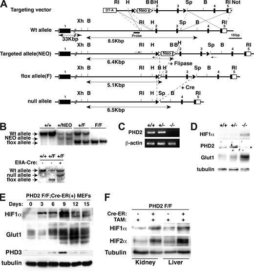 Figure 1. Creation of conditional PHD2 allele. (A) Targeting strategy for mouse PHD2. NEO cassette flanked by 2 Frt sites (▵) is excised by fliplase to create floxed allele. Exons 2 and 3 flanked by 2 LoxP sites (▴) are excised by Cre recombinase to create a null allele. DT-A indicates diphtheria toxin-A used to select against nonhomologous recombinants; ■, exon; and □, untranslated region (UTR). Selected restriction sites are shown: EcoRI (RI), HindIII (H), BamHI (B), SpeI (Sp), and NotI (N). One-sided arrows = PCR primers used for genotyping. 2-sided arrows indicate BamHI fragment detected by Southern Blot with indicated probe. (B) Southern blot analysis of tail genomic DNA, digested with BamHI, from mice with indicated genotypes using probe shown in panel A. In the bottom panel, mice contained EIIA-Cre transgene where indicated. (C,D) RT-PCR (C) and immunoblot analysis (D) of MEFs with indicated genotypes. *The faint band is probably a background band, as PHD2 mRNA is undetectable in these cells. (E) Immunoblot analysis of PHD2 flox/flox (F/F);Cre-ER MEFs after treatment with 4-hydroxy tamoxifen (4-OHT; 200 nM) for the indicated time period. (F) Immunoblot analysis of kidney and liver from PHD2 flox/flox;Cre-ER mice after tamoxifen treatment.