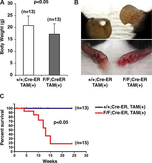 Figure 2. Gross phenotypes of mice after conditional inactivation of PHD2. (A) Body weights of 10-week-old female mice with indicated genotypes after treatment with tamoxifen at E17.5 and at 3 weeks of age. (B) Appearance of ears (top row) and skin (bottom row). Note vascular dilation and erythema in PHD2 flox/flox;Cre-ER mice (right column). (C) Kaplan-Meier survival curves for mice with indicated genotypes. Error bars indicate 1 SD.