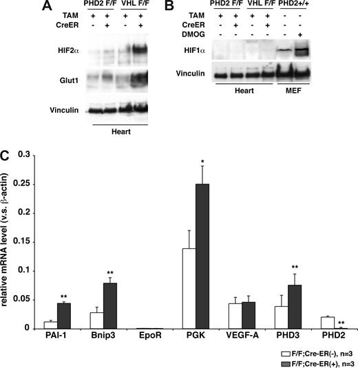 Figure 7. Cardiac HIF activity after PHD2 inactivation. (A,B) Immunoblot analysis of heart whole-cell extracts from 6-week-old (VHL flox/flox) or 8-week-old (PHD2 flox/flox) mice that did (+) or did not (−) express Cre-ER. Mice were treated with tamoxifen at E17.5 and at 3 weeks of age. (C) Real-time RT-PCR analysis for the indicated mRNAs in hearts from 26- to 33-day old PHD2 flox/flox;CreER (−) and PHD2 flox/flox;Cre-ER (+) mice after treatment with tamoxifen at E17.5 and at 3 weeks of age. *P < .05; **P < .01. Error bars indicate 1 SD.