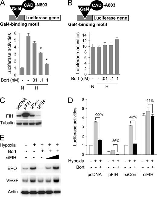 Figure 3. FIH is involved in bortezomib-induced HIF-1α repression. (A) Bortezomib inhibited the hypoxic activation of HIF-1α. Gal4-CAD plasmid was cotransfected with Gal4-luc reporter plasmid into Hep3B cells. After incubation under normoxic or hypoxic conditions for 16 hours with bortezomib, luciferase activities were measured. The results shown are presented as relative values versus the normoxic control, and are plotted as means plus or minus SEs of 8 experiments. *P < .05 versus the hypoxic control. The reporter system is illustrated in the top panel. (B) Asn803 is required for bortezomib-induced CAD repression. Plasmid for Gal4-CAD mutant, in which Asn803 was substituted with Ala (N803A), was cotransfected with Gal4-luc reporter plasmid into Hep3B cells, and luciferase activities were measured. Results are presented as relative values versus normoxic controls in panel A, and are plotted as means plus or minus SEs of 8 experiments. The reporter system is illustrated in the top panel. (C) Verification of FIH expression and knock-down. pcDNA (0.2 μg), HA-tagged FIH (pFIH) plasmid (0.2 μg) or 20 nM control RNA (siCon), or 20 nM FIH siRNA (siFIH) was transfected into HEK293 cells. After 48 hours, FIH and β-tubulin levels in cell lysates were measured using Western blotting. (D) The effect of bortezomib on HIF-1α activity depended on FIH expression. Indicated plasmids and siRNAs were cotransfected with Gal4-CAD and Gal4-luc reporter plasmids into Hep3B cells. After incubation under normoxic or hypoxic conditions for 16 hours with bortezomib, luciferase activities were measured. □, normoxia; ▩, hypoxia; ■, hypoxia plus bortezomib. (E) EPO and VEGF expressions reduced by bortezomib were rescued by inhibiting FIH. Hep3B cells were subjected to normoxia (N) or hypoxia for 16 hours, and then cotreated with bortezomib and FIH siRNA. EPO, VEGF, and β-actin mRNAs were isolated and analyzed by semiquantitative RT-PCR.