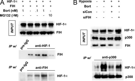 Figure 4. Bortezomib enhances FIH binding to HIF-1α, and then blocks p300 recruitment by HIF-1α. (A) Bortezomib stimulated the interaction between HIF-1α and FIH. HEK293 cells were cotransfected with FIH and HIF-1α plasmids and then incubated with bortezomib (0.1 and 1 nM) or MG132 (10 μM) under hypoxic conditions for 8 hours. Lysates were prepared and immunoprecipitated using anti–HIF-1α, anti-FIH, or nonimmunized rabbit serum (pre-igG). Coimmunoprecipitated FIH or HIF-1α was identified by Western blotting. (B) FIH knock-down rescues HIF-1α–p300 binding which is inhibited by bortezomib. HEK293 cells were cotransfected with HIF-1α (2 μg) and p300 (1 μg) plasmids, and incubated under normoxic or hypoxic conditions with 1 nM bortezomib for 8 hours. p300 was immunoprecipitated with anti-p300 antiserum and protein G/A beads, and precipitated p300 and coprecipitated HIF-1α was identified by Western blotting.