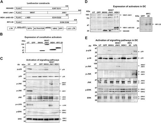 Figure 1. Expression of mitogen-activated protein kinase constitutive activators from lentivectors activates MAPKs in cell lines and dendritic cells. (A) Constitutive mitogen-activated protein kinase (MAPK) and IRF3 activators are shown as bars. Activating mutations are indicated within the bars. FLAG represents the FLAG epitope tag sequence at the amino-terminus of each activator. ΔNES indicates deletion of MEK1 nuclear export sequence. The structure of the dual lentivector is also shown: LTR, HIV-1 long terminal repeat; ψ, HIV packaging signal; RRE, HIV Rev response element; cPPT, HIV central polypurine tract; SFFV, spleen focus-forming promoter; WPRE, woodchuck hepatitis virus posttranscriptional regulatory element; UBIQ, human ubiquitin promoter. ΔU3 represents the HIV-1 LTR with a deletion covering the U3 region, resulting in a SIN lentivector. (B) FLAG-specific immunoblots are shown of 293T cells transduced with the indicated lentivectors encoding activators. UT, extracts from untransduced cells. GFP, cells transduced with the lentivector encoding only GFP. MKK6, MEK1, represent mutants MKK6EE and MEK1 ΔNES ED, respectively. (C) Human 293T cells were transduced with lentivectors and immunoblots were performed from cellular extracts probing with the indicated antibodies on the left of each blot. Constitutive activators expressed from dual lentivectors are indicated on top. (D) Bone marrow (BM)–derived mouse dendritic cells (DCs) were transduced with the indicated dual lentivectors and incubated for 5 days at 37°C. FLAG-specific immunoblots were performed. (E) Protein extracts from transduced BM-derived mouse DCs were analyzed by immunoblot using the indicated antibodies on the left of each blot. Constitutive activators expressed from dual lentivectors are indicated on top of the blots. Positions of indicated MAPKs are shown by arrows on the left. Positions of specific MAPKs are indicated by arrows. Ab, antibodies; kDa, kilodaltons.