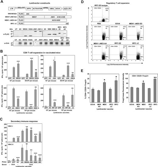 Figure 5. Coexpression of MAPK and IRF3 constitutive activators with an antigen transgene modulates CD4 and CD8 immune responses to lentivector vaccination. (A) Schemes of the lentivector constructs and inactive MAPK activators are shown. Activators and their inactive mutants were cloned under the control of the SFFV promoter, while the IiOVA antigen was expressed from the ubiquitin (UBIQ) promoter. Inactivating mutations are indicated within each bar. Expression levels of each constitutive activator and inactive mutants were compared by FLAG immunoblot of 293T cells transduced with the lentivectors at a multiplicity of transduction of 2. Immunoblots were also probed with an OVA-specific antibody (α-OVA). (B) Groups of 6 mice were vaccinated with lentivectors encoding only IiOVA and dual lentivectors encoding IiOVA together with the MKK6EE (MKK6) and the inactive mutant MKK6 K82A (bottom of the graph), at the indicated doses. OVA-specific CD8 T cells in spleen were evaluated by IFN-γ ELISPOT and represented as column graphs. Each column shows the mean from 3 independent experiments together with error bars (SD). Relevant statistical comparisons are shown within each graph, between indicated samples and vaccination with lentivectors encoding only IiOVA. Significant (*P < .05) and highly significant (***P < .001) differences are shown in the graphs. Ns, nonsignificant differences. The rest of the graphs show vaccination results performed with lentivectors encoding MKK7-JNK1 and MKK7-JNK1 AA, MEK1 ΔNES ED and MEK1 ΔNES AA, or IRF3 2D and IRF3ΔC. (C) Groups of 9 mice were vaccinated with the indicated dual lentivectors encoding IiOVA together with each MAPK and IRF3 activator. OVA-specific MHC class I and class II primary responses in spleen were primed with CD8 and CD4 OVA epitope peptides and evaluated by IFN-γ ELISPOT and represented as column graphs. Each column represents the mean with error bars (SD). Relevant statistical comparisons are shown within each graph between indicated samples and unprimed mice vaccinated only with OVA protein. Ns indicates nonsignficant differences; ** very significant differences (P < .01); *** highly significant (P < .001) differences. Secondary immune responses were evaluated 1 month after vaccination (lentivector vaccines, bottom of the graphs) using 5 μg of OVA per mouse in Freund incomplete adjuvant (Boost, bottom of the graphs). – indicates absence of vaccination or boosting. (D) Groups of 3 mice were vaccinated with PBS or lentivector vaccines coexpressing IiOVA and the indicated activators on top of the panels. Dot plots of CD4+ CD25+ T lymphocytes from spleen are shown, with Foxp3 fluorescence intensity represented as a function of CD4 fluorescence on a logarithmic scale. Quadrants were established from isotype controls. Percentages of CD4+ CD25+ Foxp3+ T lymphocytes relative to CD4+ CD25+ T lymphocytes are shown within the upper right quadrant. Below the percentages, MFIs from Foxp3+ cells are shown. (E) The mean percentage of Tregs from mice immunized with the lentivector vaccines (bottom of the graph) is represented as a column graph (left), together with error bars (SD). The mean of Foxp3 expression levels (MFIs) within CD4+ CD25+ Foxp3+ T cells from mice immunized with the lentivector vaccines is represented as a column graph (right), together with error bars (SD). Selected statistical comparisons between indicated samples and the group vaccinated with lentivectors encoding only IiOVA are shown, and were performed as described in “Statistical analysis.” *, significant differences (P < .05); **, very significant differences (P < .01).