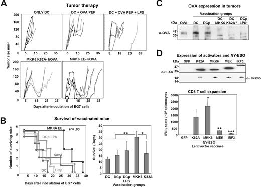 Figure 6. Constitutive p38 activation in DCs enhances antitumor immune responses and increases survival. (A) Groups of 5 mice were injected with OVA-expressing EG7 lymphoma cells. After tumor growth, mice were vaccinated with immature DCs (only DC), DCs loaded with class I OVA peptide (DC + OVA PEP), LPS-matured peptide-loaded (DC + OVA PEP + LPS), or with DCs transduced with lentivectors coexpressing the inactive MKK6 K82A mutant or MKK6EE with IiOVA. Tumor growth was quantified as tumor scores and plotted as a function of days after inoculation of EG7 cells. Mice were killed when tumor scores were higher than 150 to 160 mm2. (B) The graph on the left shows a Kaplan-Meier survival plot of mice vaccinated with immature DCs (DC), peptide-loaded DCs (DCp), LPS-matured peptide-loaded DCs (DCp LPS), DCs coexpressing MKK6K82A with IiOVA (K82A), and DCs coexpressing MKK6 EE with IiOVA (MKK6EE). A log-rank test showed significant differences in survival between the groups (P = .03). The column graph on the right shows mean survival days (y-axis) in each vaccination group (x-axis). Each column represents the mean with error bars (SD). Relevant statistical comparisons are shown within each graph. *, significant differences (P< 0.05); **, very significant differences (P < .01). (C) OVA-specific immunoblot from representative tumors of mice vaccinated with immature DCs or peptide-loaded DCs (DCp), or from tumors arising after previous regression in groups vaccinated with DCs coexpressing MKK6EE with IiOVA (DC MKK6), DCs coexpressing MKK6 K82A with IiOVA (DC K82A), or with LPS-matured peptide-loaded DCs (DCp LPS). (D) FLAG-specific immunoblots show expression of the indicated activators together with NY-ESO from dual lentivectors encoding activators under the control of SFFV promoter, and NY-ESO under the control of ubiquitin promoter. Groups of 5 mice were vaccinated with the indicated dual lentivectors. NY-ESO-specific CD8 T cells in spleen were evaluated by IFN-γ ELISPOT, and represented as column graphs. Each column shows the mean together with error bars (SD). GFP represents lentivectors expressing only GFP; K82A, MKK6, MEK, and IRF3 represent lentivectors coexpressing MKK6 K82A, MKK6EE, MEK1 ΔNES AA, or IRF3 2D with NY-ESO.