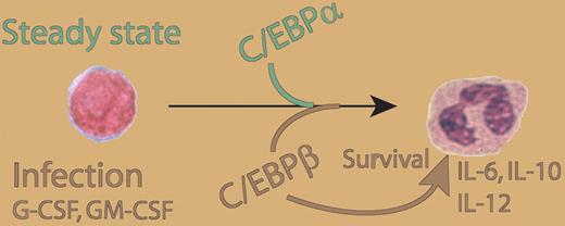 Role of C/EBPβ in granulopoiesis and granulocyte function. C/EBPα is required for granulopoiesis in steady-state conditions. As a response to external stimuli, such as sever infection or growth factor exposure, C/EBPβ enhances granulocyte production, inhibits apoptosis, and induces production of IL-6, IL-10, and IL-12 p35.