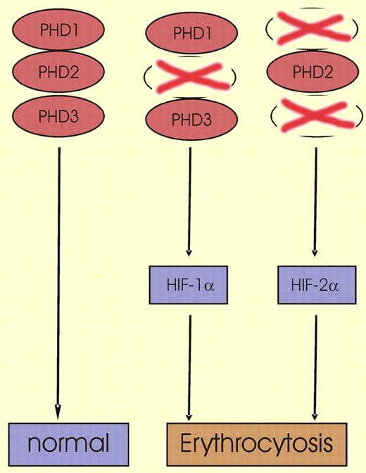 In wild-type mice, 3 prolyl hydroxylase domain proteins (PHD1, PHD2, and PHD3) that are critical for HIF-α degradation are present. HIF-α levels are kept at low levels and erythropoiesis is normal. When the animals are deficient for PHD2, HIF-1α is up-regulated and erythropoiesis is stimulated. In contrast to PHD2-deficient mice, PHD1 and PHD3 double-knockout mice show activation of HIF-2α, which also leads to erythrocytosis.