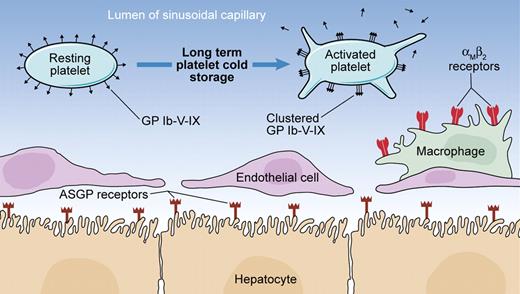 Potential mechanisms of clearance of long-term cold-stored murine platelets from the circulation. Long-term cold-stored platelets undergo clustering of the platelet GP complex (Ibαβ-IX)2-V, resulting in the recognition of exposed β-N-acetylglucosamine residues by αMβ2 receptors on hepatic macrophages and phagocytosis. It has been also reported that with long-term cold storage, galactose residues cluster sufficiently to induce recognition by hepatocyte asialoglycoprotein (ASGP) receptors and subsequent phagocytosis. The shedding of GP Ibα and GPV due to metalloproteinase ADAM17 activity observed during prolonged cold storage and rewarming is associated with a reduced survival of platelets in the circulation, although the implicated mechanisms have not been fully elucidated. Illustration by Kenneth Probst.