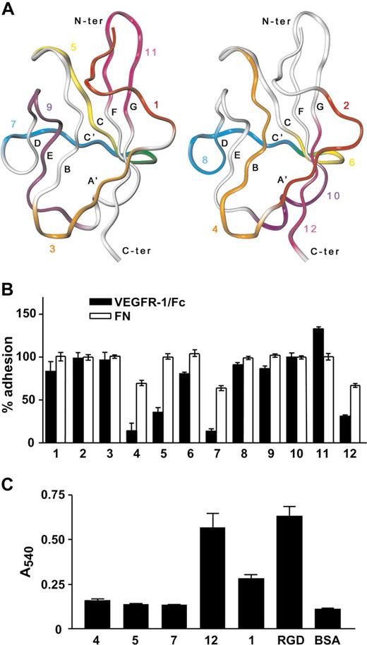 Figure 2. Peptide 12 inhibits endothelial cell adhesion to VEGFR-1 and directly supports cell adhesion. (A) Ribbon representation of the alpha carbon trace of VEGFR-1 dII structure determined by X-ray crystallography (PDB ID: 1flt). Peptides 1, 3, 5, 7, 9, and 11 (left panel) and 2, 4, 6, 8, 10, and 12 (right panel) are colored red, orange, yellow, blue, purple and magenta, respectively. Residues belonging to both peptide 5 and 7 (left panel) or 6 and 8 (right panel) are colored green. (B) Microtiter plates were coated with VEGFR-1/Fc or fibronectin (FN). HUVECs were preincubated with each peptide and then plated on the coated wells. Data are reported as percentage of adhesion, calculated relative to the number of cells attached on the same substrate in the absence of the peptides. (C) Different VEGFR-1 peptides and RGD peptide, as a positive control, were covalently linked to microtiter plates. HUVECs were then added to the coated plates and allowed to adhere. Nonspecific cell adhesion was measured by the absorbance in BSA-coated wells. Representative experiments performed in triplicate are shown; data are mean plus or minus SEM.
