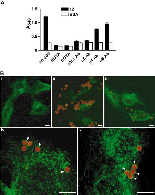 Figure 3. α5β1 integrin mediates the biologic activity of peptide 12. (A) Peptide 12 or BSA, as a nonspecific adhesion control, was coated onto microtiter plates, and HUVECs were added in the presence of chelating agents (EDTA or EGTA). Alternatively, HUVECs were preincubated with an antibody against α5β1 integrin, against α5 or β1 integrin subunits, or against α6 integrin subunit and allowed to adhere on coated wells. Data are mean plus or minus SEM; a representative experiment performed in triplicate is shown. (B) Fibronectin-adherent HUVECs were incubated with magnetic beads coated with RGE peptide (i), RGD peptide (ii,iv), or peptide 12 (iii,v). HUVECs were then immunostained for α5β1 integrin. Integrin clusters around the beads are indicated (arrowheads). Bars represent 10 μm.