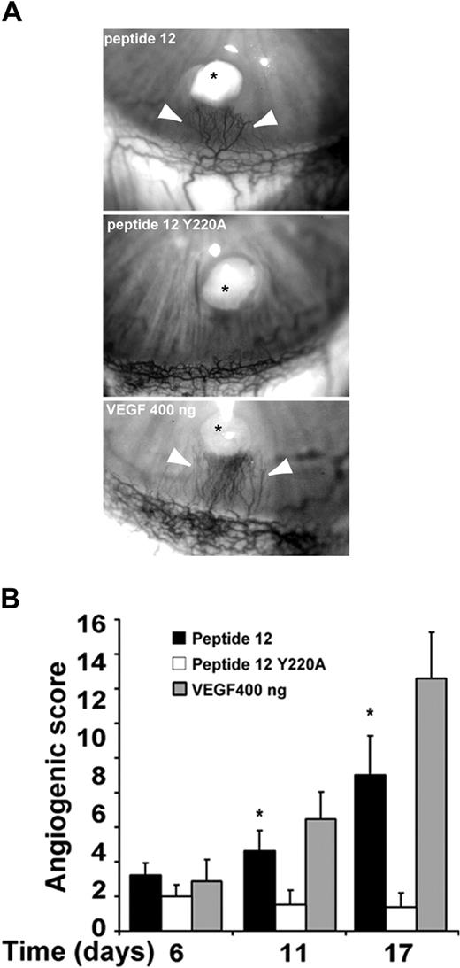 Figure 6. Peptide 12 sustains neoangiogenesis in vivo. (A) The effect of 100 μg/pellet of peptide 12 or Y220A peptide was compared with that of 400 ng/pellet VEGF-A. *Pellet implants. (B) Quantification of the data (means ± SEM) shown in panel A reported as angiogenic score during time (days). Numbers are the means of 6 implants for each experimental point. One-way analysis of variance (P < .001). *P < .05 peptide 12 versus Y220A peptide (Student-Newman-Keuls multiple comparison test).