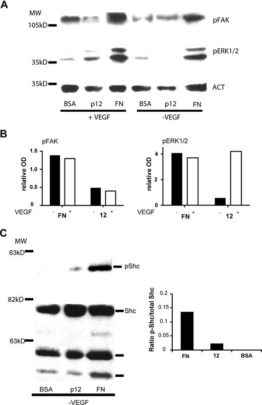 Figure 7. Effect of peptide 12 on α5β1 integrin-mediated downstream signaling. HUVECs were starved and treated with cycloheximide as described in “Western blotting analysis” and then plated on peptide 12-, or fibronectin- (FN)-coated dishes in the presence or absence of VEGF-A. (A) Immunoblotting analysis for the presence of phosphorylated-FAK or phosphorylated-ERK1/2 polypeptides after 1-hour adhesion. Actin staining was performed to normalize the results (ACT). (B) Histograms showing the relative OD of the bands in panel A, normalized using absorbance of the actin bands for each sample, after subtraction of the background (phosphorylation levels in cells plated on BSA-coated dishes). (C) Immunoblotting analysis of phosphorylated-Shc and total Shc polypeptide after 30 minutes of adhesion. The histogram shows the OD ratio between the phosphorylated band and the total protein. Data represent the results of a representative experiment.