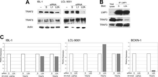 Figure 4. LMP2A suppression results in transcriptional down-regulation of TRAF2. (A) IBL-1 and LCL-9001 cell lines were transfected with siRNA to LMP1 (L1), LMP2A (L2A), or scrambled (S), or were mock transfected (−), and proteins were extracted 48 hours later. Immunoblot analysis was done with antibodies to TRAF2 and TRAF3. Actin reprobing was performed to assure even protein loading. (B) IBL-1 cells were transfected with siRNA to LMP2A (L2A) or scrambled (S), protein extracts were prepared after 48 hours, and immunoprecipitation (IP) using antibodies to LMP1 was performed. Pulled-down proteins were probed with antibodies to LMP1, TRAF2, and TRAF3 as indicated. (C) IBL-1 and LCL9001 cells were transfected with siRNA to LMP2A (L2A) or scrambled siRNA (S). RNA was extracted 48 hours after transfection, and quantitative real-time RT-PCR was performed in triplicate for LMP2A (L2A), TRAF2 (T2), TRAF3 (T3), and TRAF6 (T6) genes. Two independent experiments were performed for each cell line with similar results. The standard deviation (SD) for the triplicates was 0.1 or less and is not shown. The mean CT value for both cell lines were calculated (avg CT), and the normalized values (ΔCT) were determined from corresponding GAPDH CT values. The average ΔCT values were calculated for scrambled and LMP2A siRNA–transfected cells. The difference between the 2 groups (ΔΔCT) was used to determine the relative gene expression in LMP2A siRNA–transfected cells compared with scrambled siRNA–transfected cells. Efficiency of LMP2A suppression by siRNA is shown by the decrease of LMP2A RNA, which in turn resulted in a marked decrease of TRAF2 RNA, an increase in TRAF3 RNA in the LCL-9001 cell line only, and no change in TRAF6 RNA levels. The decrease of TRAF2 RNA was confirmed in the lymphoma cell line BCKN-1 after knockdown of LMP2A.