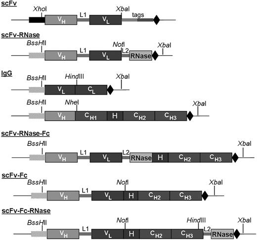 Figure 1. Schematic setup of different CD30-specific antibody and huTR constructs generated. Signal peptides for yeast (■) and mammalian expression (▒). VH and VL indicate the variable domains of the CD30-specific scFv antibody fragment; CL and CH, constant immunoglobulin domains; H, IgG1 hinge region; L1, (Gly4-Ser)3 linker between VH and VL of the scFv fragment; L2, 6–amino acid linker AAASSG for antibody RNase fusion; tags, tags for purification and detection; and stop codon (◆). Indicated restriction sites were used for cloning into expression vectors and allow modular exchangeability of huTR elements. Constructs are not drawn to scale.