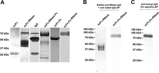 Figure 2. SDS-PAGE analysis of αCD30 antibody and huTR variants after purification. SDS-PAGE analysis of αCD30 antibody variants and huTR after protein L (scFv, scFv-RNase) or protein A purification. SDS-PAGE was performed under reducing conditions followed by silver staining (A) or Western blot analysis using RNase specific polyclonal rabbit serum and anti-rabbit IgG AP conjugate (B) or using human Fc-specific IgG AP conjugate (C) for detection.