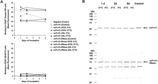Figure 7. Stability of scFv-Fc and scFv-Fc-RNase. (A) Samples of the CD30 specific scFv-Fc (dotted lines) and scFv-Fc-RNase proteins (solid lines) were incubated with 10% (vol/vol) FCS or HS at 37°C and 4°C for 1 to 5 days and used for flow cytometry analysis of CD30+ Karpas-299 cells and CD30− HD-MY-Z. Cells only stained with secondary antibody were used as negative control. A total of 1 μg scFv-Fc and scFv-Fc-RNase of the protein preparation stored in PBS at 4°C were used as positive controls. Mean fluorescence values are shown. (B) Samples of scFv-Fc (top blot) and scFv-Fc-RNase (bottom blot) incubated for 1 to 5 days with 10% (vol/vol) FCS were also analyzed by SDS-PAGE, Western blot, and immunostaining using an AP-conjugated goat anti-human IgG (Fc-specific) antibody.