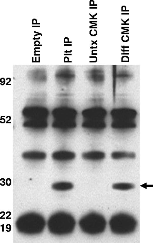 Figure 3. Characterization of CD154 expressed in platelets and megakaryocytes. CD154 protein was immunoprecipitated from lysates prepared from washed human platelets, untreated and PMA-differentiated CMK cells. Also included is the immunoprecipitate from the lysis buffer alone (Empty IP). The relative molecular weight is noted on the left side of the image. One representative experiment of 2 performed is shown.
