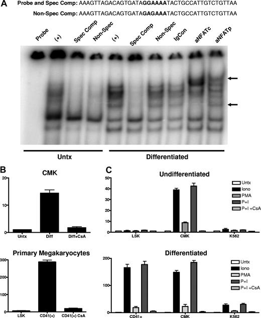 Figure 7. NFAT protein occupies the distal NFAT site, and calcium mobilization is sufficient to induce endogenous CD154 expression. (A) Nuclear extracts prepared from untreated and PMA differentiated CMK cells were incubated with an oligonucleotide probe representing the −340 to −300 nt region of the CD154 promoter (the distal NFAT site in bold). Specificity of the protein complex formation was demonstrated by inclusion of cold oligonucleotides in the binding reaction. Specific competitor (spec com) contained a 50-fold molar excess of the identical probe. The nonspecific competitor reaction contains 50-fold molar excess of the identical probe with 2 point mutations in the distal NF-AT site (GGAAA to GAGAA). Supershifting is observed in reactions containing anti-NFATc and anti-NFATp but not immunoglobulin control (IgCon). (B) Relative CD154 mRNA expression in PMA-differentiated CMK cells and primary murine megakaryocytes (CD41+) derived from 12-day cytokine-differentiated LSK cells in the presence or absence of CsA. (C) CD154 mRNA expression in undifferentiated and differentiated mouse primary cells (LSK and CD41+), CMK, and K562 cells left untreated or treated with PMA, ionomycin, or both (or both PMA and ionomycin in the presence of CsA) for 2 hours. The bars represent means plus or minus the standard error from 2 independent experiments.
