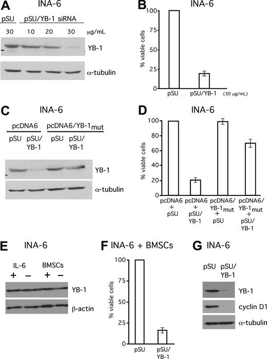 Figure 5. SiRNA-mediated knockdown of YB-1 induces apoptosis in the MM cell line INA-6. (A) Western blot analysis of YB-1 protein expression in INA-6 cells 72 hours after transient transfection of siRNA expression constructs against YB-1. Staining of α-tubulin served as a loading control. (B) Viability of INA-6 cells in the absence of BMSCs was assayed with annexin V–FITC/PI staining 96 hours after transfection. (C,D) Coexpression of an YB-1 protein derived from an expression construct that cannot be targeted by the YB-1 siRNA (pcDNA6/YB-1mut) served as a control for the specificity of the siRNA-mediated effects. Transfection of 20 μg/mL of pcDNA6/YB-1mut into INA-6 cells resulted in normal levels of YB-1 despite siRNA treatment as detected by Western blot analysis (C) and largely protected cells from YB-1 siRNA–mediated apoptosis as assessed by annexin V–FITC/PI staining (D). (E) INA-6 cells were either kept with or without 10 ng/mL of recombinant IL-6, or kept in the presence or absence of BMSCs for 24 hours, before YB-1 expression levels were analyzed by Western blot. Staining with β-actin served as loading control. (F) Viability of INA-6 cells in the presence of BMSCs was assayed with annexin V–FITC/PI staining 96 hours after transfection with YB-1 siRNA. (G) Western blot analysis of cyclin D1 expression 72 hours after transient transfection of siRNA expression constructs against YB-1. Staining of α-tubulin served as a loading control. The error bars denote the range of values derived from 3 independent experiments.