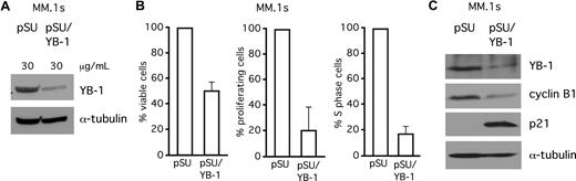 Figure 6. SiRNA-mediated knockdown of YB-1 decreases proliferation rates and increases apoptotic cell death in MM.1s cells. (A) Western blot analysis of YB-1 protein expression in MM.1s cells 72 hours after transient transfection of siRNA expression constructs against YB-1. Staining of α-tubulin served as a loading control. (B) Viability of MM.1s cells was assayed with annexin V–FITC/PI staining (left), proliferation of MM.1s cells was detected by CFSE staining (center), and the S-phase cells of the cell cycle were detected by BrdU/PI staining, all 96 hours after transfection. (C) Western blot of p21WAF1/CIP and cyclin B1 expression levels after 72 hours after transfection with YB-1 siRNA. Staining of α-tubulin served as a loading control. The error bars denote the range of values derived from 3 independent experiments.