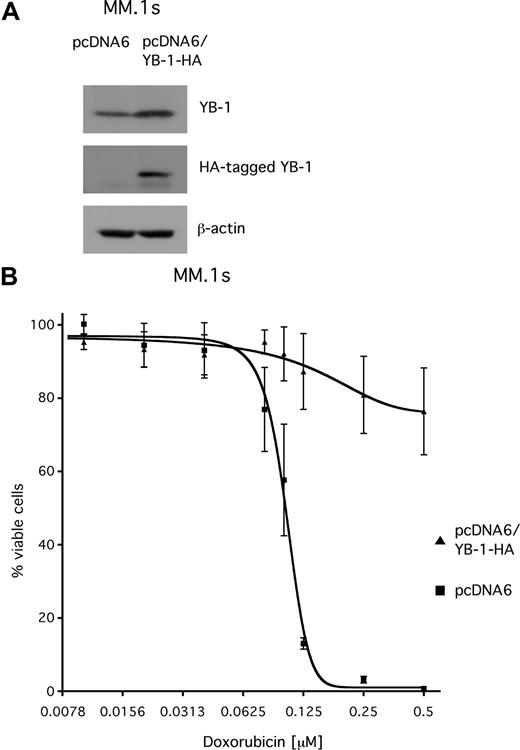 Figure 7. Transient overexpression of YB-1 protects MM.1s cells from apoptosis induced by treatment with doxorubicin. (A) Western blot analysis of endogenous YB-1 and HA-tagged YB-1 expression in MM.1s cells 48 hours after transient transfection with an expression plasmid for HA-tagged YB-1. Staining of β-actin served as a loading control. (B) MM1.s cells were either transfected with empty pcDNA6 vector as mock control or with a vector encoding HA-tagged YB-1. At 48 hours after transfection, the cells were treated with different concentrations of doxorubicin for another 48 hours. The viable cell fractions were measured by staining with annexin V–FITC/PI. The means and the standard deviations of 3 independent experiments are shown.