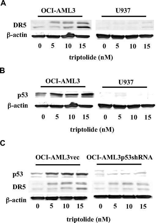 Figure 4. Triptolide activates p53 signaling and induces the expression of the p53 downstream target DR5. OCI-AML3 and U937 cells were treated with triptolide for 48 hours. DR5 (A) and p53 (B) levels were determined by Western blotting. OCI-AML3vec and OCI-AML3p53shRNA cells were treated with triptolide for 48 hours. p53 and DR5 protein levels (C) were measured by Western blotting.
