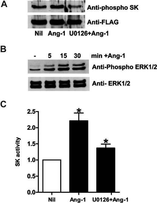Figure 2. Ang-1 induces SK-1 activation in HUVECs through ERK1/2. (A) HUVECs were infected with adenovirus carrying hSK-1-FLAG. Cells were lysed after no treatment (Nil), treatment with Ang-1 at 0.2 μg/mL for 30 minutes (Ang-1), or pretreatment with U0126 (2 μM for 20 minutes) followed by treatment with Ang-1 (U0126 + Ang-1). Phospho-SK-1 in the top panel and total SK-1 in the bottom panel are shown. (B) HUVECs were untreated (−), or treated with Ang-1 for various times. Phospho-ERK is shown in the top panel and total ERK in the bottom panel. (C) HUVECs were untreated (Nil), treated with Ang-1 at 0.2 μg/mL for 15 minutes (Ang-1), or pretreated with U0126 (2 μM) for 20 minutes and then treated with Ang-1 for 15 minutes (UO126 + Ang-1). The SK-1 activity was measured. Pooled data from 3 experiments are expressed as in Figure 1A (mean ± SEM; *P < .05 vs untreated cells).