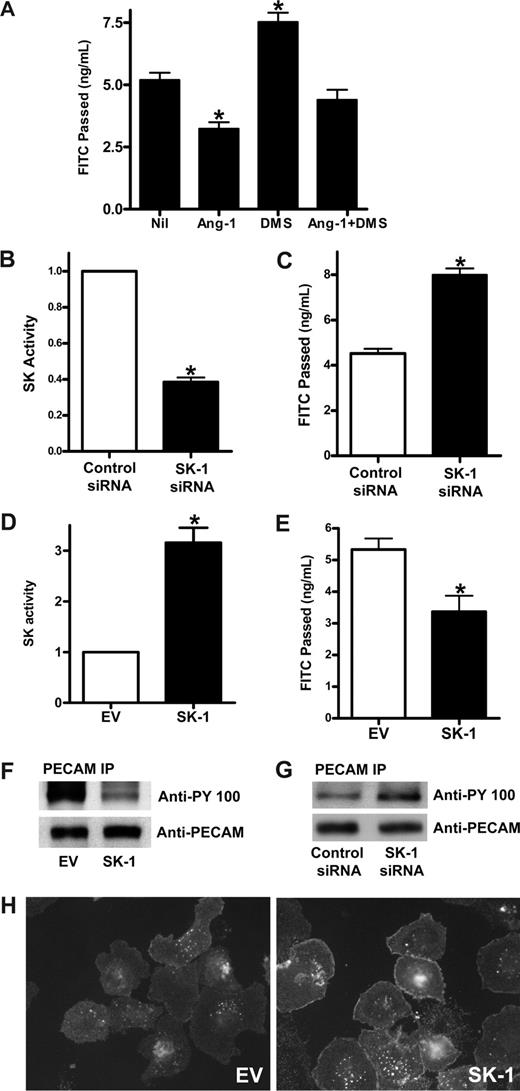 Figure 3. SK-1 regulates EC permeability changes. (A) HUVECs were untreated (Nil) or treated with 5 μM DMS for 15 minutes (DMS), Ang-1 (0.2 μg/mL) for 30 minutes (Ang-1), or Ang-1 and DMS (Ang-1 + DMS). Permeability is given as the FITC-dextran passage in 30 minutes. Pooled data from 3 experiments are shown (*P < .01 vs untreated cells). (B) HUVECs were transfected with control siRNA or siRNA against hSK-1. After 48 hours, cells were lysed and SK-1 activity measured. Pooled data from 3 experiments are shown and are expressed as the fold change in relation to control cells where the SK-1 activity was set to 1.0 (*P < .001 vs control siRNA cells). (C) HUVECs were transfected with control siRNA or siRNA against hSK-1. Permeability was measured 48 hours later. Permeability is given as the FITC-dextran passage in 30 minutes. Pooled data from 3 experiments are shown (*P < .01 vs control siRNA cells). (D) HUVECs were infected with adenoviral carrying EV or human SK-1. After 48 hours, SK-1 activity was measured. Pooled data from 3 experiments are shown and are expressed as the fold change in relation to EV cells, which was normalized to 1.0 (*P < .001 vs EV cells). (E) HUVECs were infected with EV or SK-1 in adenovirus. Permeability was measured 72 hours later. Permeability is given as the FITC-dextran passage in 30 minutes. Shown are pooled data from 3 experiments (*P < .01 vs EV cells). (F) HUVECs were infected with EV or SK-1 in adenovirus. After 48 hours, cell lysates were immunoprecipitated with an anti-PECAM-1 antibody. Western blots for phosphotyrosine (top panel) and PECAM-1 (bottom panel) are shown. (G) HUVECs were transfected with control siRNA or siRNA against hSK-1. After 48 hours, cells were lysed and immunoprecipitated with an anti-PECAM-1 antibody. Western blots for phosphotyrosine (top panel) and PECAM-1 (bottom panel) are shown. (H) HUVECs were infected with EV (EV) or SK-1 (SK-1) in adenovirus. Forty-eight hours after infection, the cells were replated onto LabTek slides and washed and fixed 45 minutes after plating. Cells were stained with anti–VE-cadherin antibody. For imaging information, see “VE-cadherin staining” section in “Methods.” All data are mean plus or minus SEM.