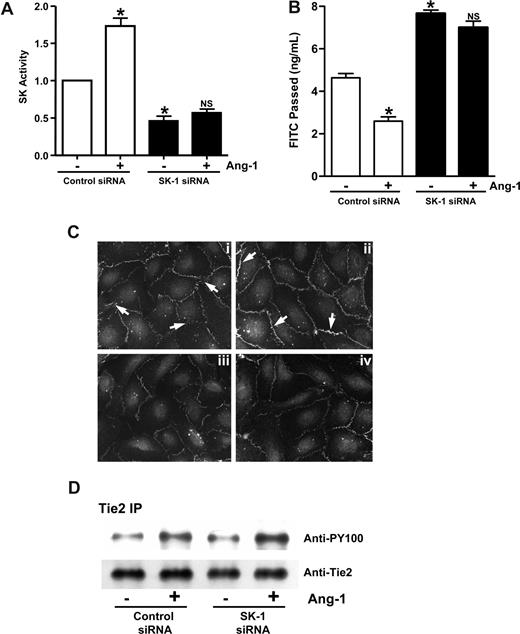 Figure 5. SK-1 mediates the Ang-1 effects on permeability. (A) HUVECs were transfected with control siRNA or siRNA against hSK-1. After 48 hours, cells were treated with or without Ang-1 for 30 minutes and SK-1 activity measured. Pooled data from 3 experiments are shown and are expressed as the fold change in relation to untreated control cells where the SK-1 activity was set to 1.0 (*P < .001 vs control siRNA cells without treatment). NS indicates no significant difference versus SK-1 siRNA cells without treatment. (B) HUVECs were transfected with control siRNA or siRNA against hSK-1. Forty-eight hours later, cells were untreated or treated with Ang-1 (0.2 μg/mL) for 30 minutes, and permeability is measured. Permeability is given as the FITC-dextran passed after 30 minutes. Pooled data from 3 experiments are shown (mean ± SEM; *P < .01 vs control siRNA cells without treatment). NS, vs SK-1 siRNA cells without treatment. (C) HUVECs were transfected with control siRNA (Ci and Cii) or siRNA against hSK-1 (Ciii and Civ). Forty-eight hours later, cells were untreated (Ci and Ciii) or treated (Cii and Civ) with Ang-1 for 1 hour and then stained for VE-cadherin. In panel Ci, arrow shows diffuse, broad VE-cadherin staining with classic zipper-like pattern indicative of immature junctions. In panel Cii, arrow indicates increased VE-cadherin staining at the junctions, with a more linear staining pattern indicative of mature EC junctions. (D) HUVECs were transfected with control siRNA or siRNA against hSK-1. Forty-eight hours later, cells were untreated (−) or treated (+) with Ang-1 (0.2 μg/mL) for 30 minutes then were lysed and immunoprecipitated with an anti-Tie2 antibody. Western blots for phosphotyrosine (top panel) and Tie2 (bottom panel) are shown. For imaging information, see “VE-cadherin staining” section in “Methods.”