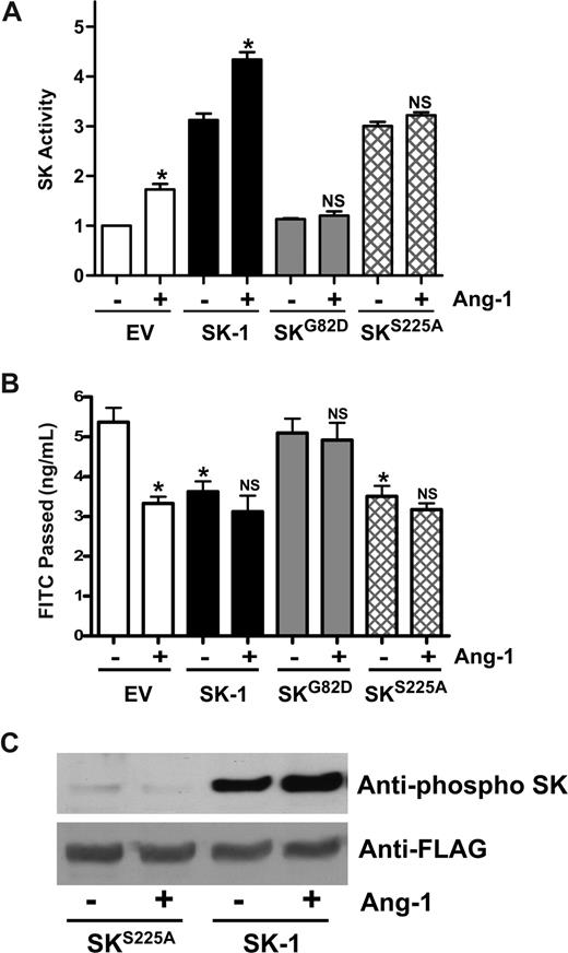 Figure 7. Mutation of SK-1 blocks the Ang-1 effects on permeability change. (A) HUVECs were infected with adenoviral carrying EV, SK-1, SKG82D, or SKS225A. After 48 hours, SK-1 activity was measured from cells that were either untreated (−) or treated with Ang-1 (+). Pooled data from 3 experiments are shown, expressed as the fold change in relation to EV untreated cells, normalized to 1.0 (*P < .01 versus untreated EV-infected cells or untreated SK-1-infected cells). NS indicates no significant difference versus untreated SKG82D or untreated SKS225A cells. (B) HUVECs were infected with EV, SK-1, SKG82D, or SKS225A in adenovirus. After 72 hours, cells were either untreated (−) or treated with Ang-1 (+) for 30 minutes and permeability measured. Permeability is given as the FITC-dextran passage in 30 minutes. Shown are the pooled data from 3 experiments (*P < .01 vs nontreated EV-infected cells). NS indicates no significant difference versus untreated SK-1, SKG82D, or untreated SKS225A-infected cells. All data are mean plus or minus SEM. (C) HUVECs were infected with SK-1 or SKS225A in adenovirus. Forty-eight hours after infection, cells were lysed after either no treatment (−) or treatment with Ang-1 (+). Phospho-SK-1 is shown in the top and total SK-1 in the bottom panel.