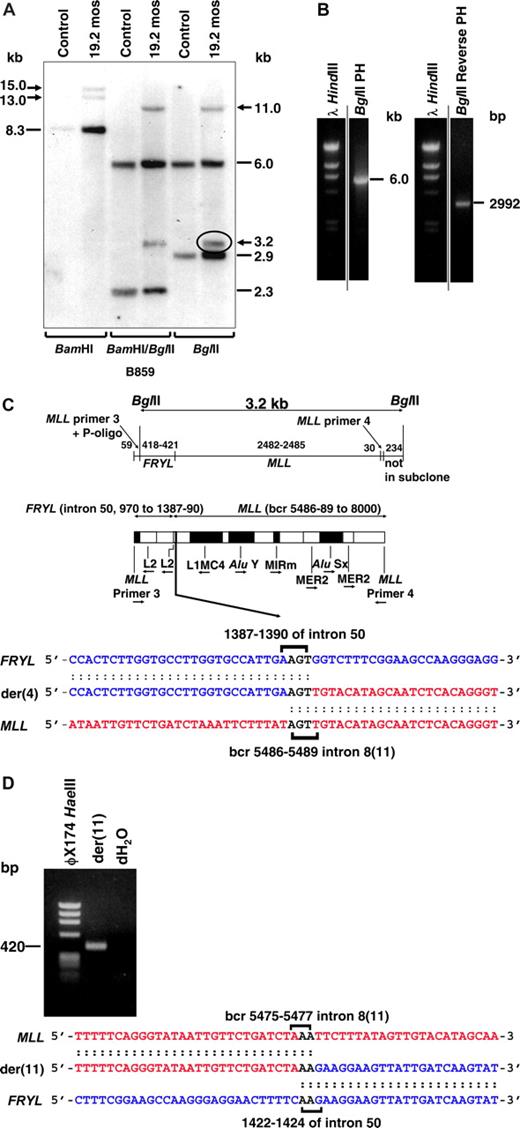 Figure 2. Molecular characterization of MLL-FRYL translocation. Marrow from 19 months after neuroblastoma diagnosis, which was 82% replaced by cells with t(4;11)(p12;q23) by FISH and 90% replaced by cells with t(4;11)(p12;q23) by karyotype analysis, was used for Southern blot and molecular cloning. (A) Southern blot analysis performed with B859 cDNA probe27 and indicated restriction enzyme digests. Dashes indicate germline bands; arrows show rearrangements. (B) BglII panhandle PCR gave a 6.0-kb BglII germline product from normal MLL allele but no larger or smaller product consistent with a rearrangement (left). BglII reverse-panhandle PCR product, the size of which indicated that 3.2-kb BglII fragment on the Southern blot (panel A, circled) was der(4) rearrangement (right). Vertical lines have been inserted to indicate repositioned gel lanes. (C) Summary of der(4) genomic breakpoint junction in subclones of BglII reverse panhandle PCR product generated by TOPO TA cloning (Invitrogen). One subclone was sequenced in entirety; the breakpoint junction was verified in 2 more subclones and confirmed by PCR with gene-specific primers. Fifty-nine base pairs of 5′ sequence are from MLL primer 3 through ligated oligonucleotide (P-oligo); 418-421 bp of 5′ sequence are the partner gene. The partner DNA sequence corresponded with GenBank accession no. NM_015030 (FRYL, KIAA0826). The 3′ 2512-2515 bp include MLL bcr sequence beginning at position 5486, 5487, 5488, or 5489 (GenBank accession no. U04737), which is in intron 8(11) through MLL primer 4. Brackets show possible FRYL and MLL breakpoint positions and 5′-AGT-3′ in both genes that precluded more precise breakpoint assignments (bottom). Repetitive sequences are shown (middle). MLL intron number is Rasio et al24 designation with parenthetical Nilson et al25 designation alongside. (D) PCR product obtained with gene-specific primers containing der(11) genomic breakpoint junction, which was directly sequenced. MLL and FRYL breakpoints (brackets) could not be assigned precisely because of 5′-AA-3′ in both genes. Short sequence homologies (brackets) and loss of 8-13 bases from MLL and 31-36 bases from FRYL, indicated by comparison with the der(4) genomic breakpoint junction (B), suggested imprecise NHEJ repair.