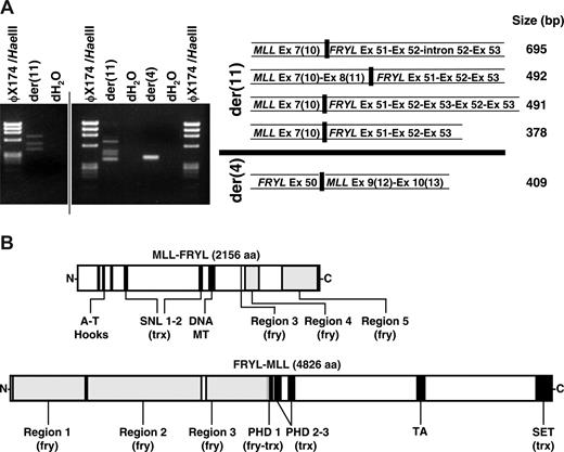 Figure 3. Reciprocal fusion transcripts and predicted fusion proteins from MLL-FRYL translocation. (A) MLL exon 7(10) sense and FRYL exon 53 antisense primers were used to amplify der(11) transcripts from randomly primed first-strand cDNA. FRYL exon 50 sense and MLL exon 10(13) antisense primers were used for the der(4) transcript. Products are shown in the gels on the left. Sequences of fusion transcripts obtained by direct sequencing or sequencing of subclones were compared with MLL (GenBank accession no. L04284) and FRYL (KIAA0826; GanBank accession no. NM_015030) cDNAs for exon designations (right). MLL exon/intron numbers are Rasio et al designations24 with parenthetical Nilson et al designations25 alongside. A vertical line has been inserted to indicate 2 distinct gels. (B) Schematics of reciprocal fusion proteins predicted from der(11) and der(4) fusion transcripts. Regions of MLL and FRYL are black and gray, respectively. Examples of predicted fusion proteins shown are those from 5′-MLL exon 8(11)-FRYL exon 51-3′ and 5′-FRYL exon 50-MLL exon 9(12)-3′ transcripts, which were not alternatively spliced, incompletely processed and did not contain FRYL exon duplications. Predicted amino acid sequences of the fusion proteins were analyzed using SMART (Simple Modular Architecture Research Tool; http://smart.embl-heidelberg.de/). The amino acids from PHD 1 of MLL retained in the predicted N-MLL-FRYL-C (VCFLCASSGHVE) no longer comprise a PHD domain. However, SMART analysis of the predicted N-FRYL-MLL-C detected a PHD 1 domain (GKTLDFHFDISEFVYCQVCCEPFHKFCLEENERPLEDQLENWCCRRCK) with the first 12 amino acids contributed by FRYL (plain text) and the remaining C terminal amino acids (bold) derived from MLL. Therefore the predicted N-FRYL-MLL-C still contains 3 PHD domains.