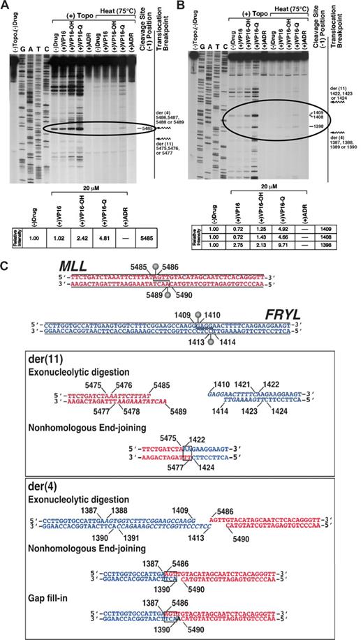 Figure 4. Identification of topoisomerase II cleavage sites in MLL and FRYL that form translocation breakpoint junctions. Substrates contained MLL bcr positions 5382-5570 (A) or positions 1309-1479 in FRYL intron 50 (B). Autoradiographs show cleavage products after 10-minute incubation at 37°C of singly 5′ end-labeled DNA (30 000 cpm) and unlabeled substrate (25 ng, labeled and unlabeled total) with 147 nmol/L human topoisomerase IIα, 1 mmol/L ATP and, where indicated, 20 μmol/L etoposide, etoposide catechol, etoposide quinone, or doxorubicin. Specified reactions were incubated for an additional 10 minutes at 75°C before trapping the covalent complexes (panels A,B). Jagged arrows designating translocation breakpoints (panels A,B far right) bracket the normal homologue of the deleted region in each substrate. Topoisomerase II creates staggered nicks in duplex DNA with 4-base 5′ overhangs40; bases at the 5′ side of cleavage (−1 position) on the sense strand were used to designate cleavage site positions (dashes at right of gels). Amounts of cleavage at sites within the deleted regions (circled) were quantified by filmless autoradiographic analysis in (+) Topo reactions with specified compounds without subsequent 75°C incubation relative to cleavage at same sites without any drug (panels A,B bottom). The lanes shown in (A) are from a single large gel that was scanned in multiple sections because of its size. After scanning, the lanes were aligned together in their original positions as they appear in the complete gel. (C) Model for creation of t(4;11) breakpoint junctions by processing of the etoposide metabolite enhanced cleavage sites at MLL bcr position 5485 in intron 8(11) (top, red) and position 1409 in FRYL intron 50 (top, blue). The processing includes exonucleolytic digestion (italic) to form homologous overhangs and create both breakpoint junctions by classic error-prone NHEJ (boxes). In formation of the der(11), positions 5476-5485 on the sense strand and positions 5478-5489 on the antisense strand of MLL bcr and positions 1410-1421 on the sense strand and positions 1414-1423 on the antisense strand of FRYL intron 50 are deleted by exonucleolytic digestion (middle, italic) before NHEJ (middle, box) joins the indicated bases. Exonucleolytic digestion removes positions 1388-1409 on the sense strand and positions 1391-1413 on the antisense strand of FRYL intron 50 (bottom, italic) but all bases in the sense strand of the 4-base 5′ overhang in MLL are retained, and NHEJ (bottom, box) and gap fill-in create the der(4) breakpoint junction.