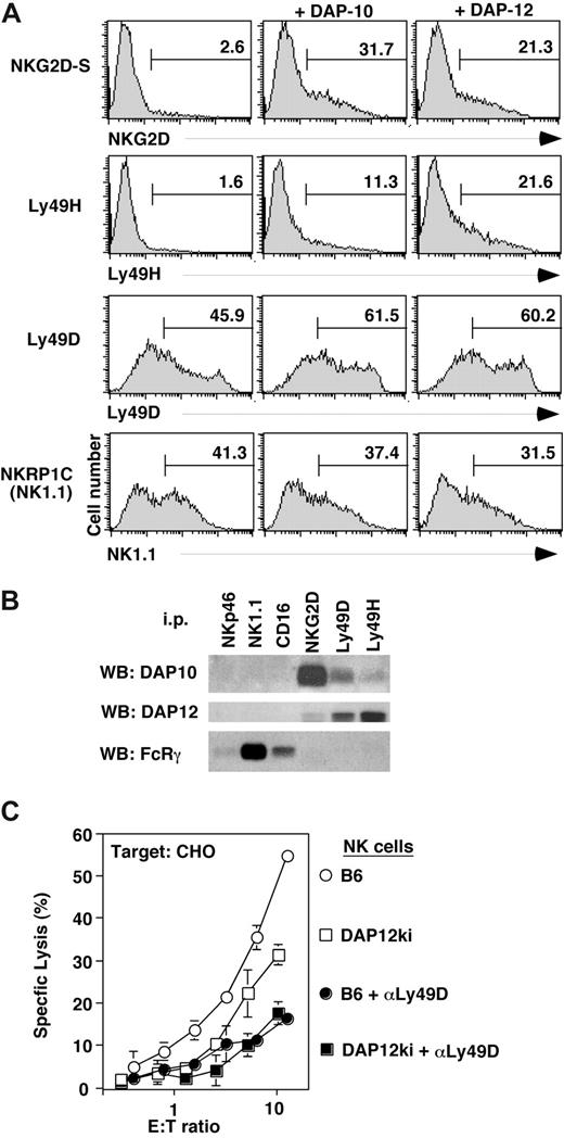 Figure 4. Association of NK cell activation receptors with distinct signaling adaptors. (A) 293T cells were transiently transfected with expression vectors for NKG2D-S, Ly49H, Ly49D, and NKRP-1C (NK1.1) together with DAP10 or DAP12 adaptor constructs. Transfected cells were analyzed by flow cytometry for surface expression of the respective NK cell receptors. Data are representative of 2 to 3 independent experiments. Numbers on plots are percentages of total cells carrying the indicated cell receptor. (B) Lysates of NK cells cultured in IL-2 for 7 days were immunoprecipitated with Abs to NKG2D, Ly49D, Ly49H, CD16, NK1.1, and NKp46, separated by reducing SDS-PAGE. Associated proteins were detected by Western blot (WB) with Abs to DAP10, DAP12, and FcRγ. (C) Three days IL-2–cultured NK cells from B6 (○) or mice lacking DAP12 function (DAP12ki; □) were used as effectors against CHO cells. To ensure Ly49D dependence of CHO lysis, the Ly49D receptor was blocked with mAb 4E5 (controls •, and DAP12ki NK cells, ■). Data are representative of 2 independent experiments. Error bars are SD.