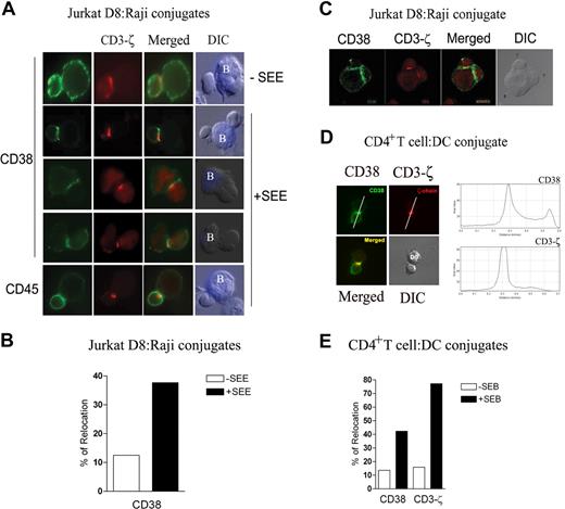 Figure 1. Surface CD38 clusters at the T/APC contact region. (A) Raji cells were labeled with CMAC blue and incubated in the presence (or absence) of SEE (1 μg/mL). Raji and Jurkat D8 cells were mixed at a 1:1 ratio, fixed, and double-stained for CD38 (green) or CD3-ζ (red; top and middle panels), or double-stained for CD45 (green) or CD3-ζ (red; bottom panels). Cells were examined using a Leica DMR photomicroscope (Mannheim, Germany; 63×/1.32-0.6 NA oil objective). (B) Percentage of Jurkat D8–Raji cells conjugates with surface CD38 redistributed at the contact zone relative to the total number of conjugates in the absence (□), or in the presence (■) of SEE. Data from 1 of 3 independent experiments, analyzing more than 80 conjugates. (C) Jurkat D8–Raji cell conjugates were generated in the presence of SEE, double-stained for CD38 (green) and CD3-ζ (red), and analyzed by a Leica TCS-SP confocal scanning laser microscope (63×/1.32-0.6 NA oil objective). Shown are the stacked pictures of 23 sections with 0.4-μm thickness. (D) T/DC conjugates were stained and examined as in panel A. CD38 and CD3-ζ staining is also shown in an intensity color-coded image, and the histogram analyzes fluorescence intensity along the line depicted on the image. (E) Percentage of T/DC conjugates with surface CD38 or total CD3-ζ redistributed at the contact zone relative to the total number of T/DC conjugates in the absence (□) or presence (■) of SEB. A total of 150 conjugates of each category were analyzed. In all panels for double staining, intact cells were incubated with the primary mAb followed by an Alexa Fluor 488–goat anti-mouse IgG, saturated with mouse serum. CD3-ζ was detected by permeabilizing cells (0.5% Triton X-100) prior staining with the anti–CD3-ζ 488 rabbit antibody, followed by the incubation with a Rhodamine Red X–labeled goat anti-rabbit IgG (H + L) highly cross-adsorbed.