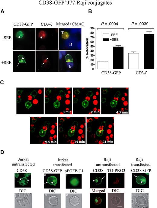Figure 2. TCR-dependent clustering and polarization of CD38-GFP from T cells at the T/APC contact zone. (A) Jurkat J77 cells transiently expressing CD38-GFP were allowed to conjugate with CMAC-labeled Raji cells pulsed or not pulsed with SEE. Then, cells were fixed, permeabilized, and stained for CD3-ζ as described in Figure 1 (red). Cells were examined using an Olympus Cell R IX81 motorized system inverted microscope (Tokyo, Japan; 100×/1.3 NA oil objective). The white arrowheads point to the intracellular CD38-GFP or CD3-ζ. The arrows point to the plasma membrane CD38-GFP or CD3-ζ accumulated at the synapse. (B) Comparative analysis of the percentage of conjugates with CD38-GFP or endogenous CD3-ζ redistributed at the contact zone relative to the total number of CD38-GFP+ J77/Raji cell conjugates in the absence (□) or presence (■) of SEE. The data represent the mean plus SEM of 3 independent experiments. In each experiment, 50 to 70 conjugates were analyzed. (C) Jurkat J77 cells transiently transfected with CD38-GFP were seeded onto FN-coated coverslips. Raji cells labeled in red with the probe CM-TMR were incubated with SEE and added to the chambers. Cells were monitored by time-lapse confocal microscopy at 30-second intervals. Representative images of one T cell–SEE-pulsed APC conjugate are shown. Each time point shows the fluorescence images of Raji cells (red) and CD38-GFP fluorescence (green). (D) Endogenous CD38 distribution in untransfected permeabilized Jurkat J77 T cells (left panel) or untransfected permeabilized Raji B cells (third panel) was compared with CD38-GFP distribution in their respective transfected counterparts (second and fourth panels, respectively). The white arrowheads point to the intracellular CD38 or CD38-GFP. The arrows point to the plasma membrane CD38 or CD38-GFP. CD38-GFP distribution in transfected Jurkat cells differs greatly from the GFP distribution, which is largely cytosolic (second panel). Moreover, intracellular CD38 staining in untransfected Raji B cells does not colocalize with TO-PRO3, which is specific for nuclear staining (third panel). Cells were examined using an Olympus Cell R IX81 motorized system inverted microscope (100×/1.3 NA oil objective).